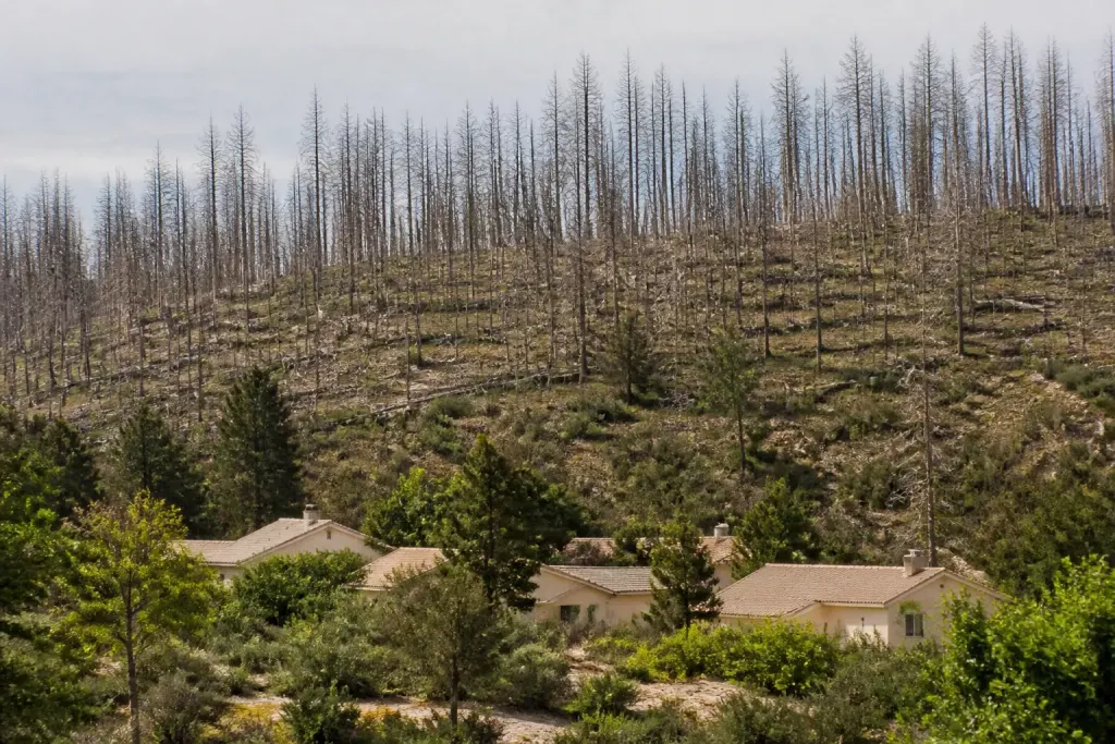 Forets seches arbres morts pres habitations